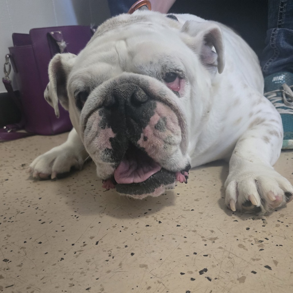 Louie