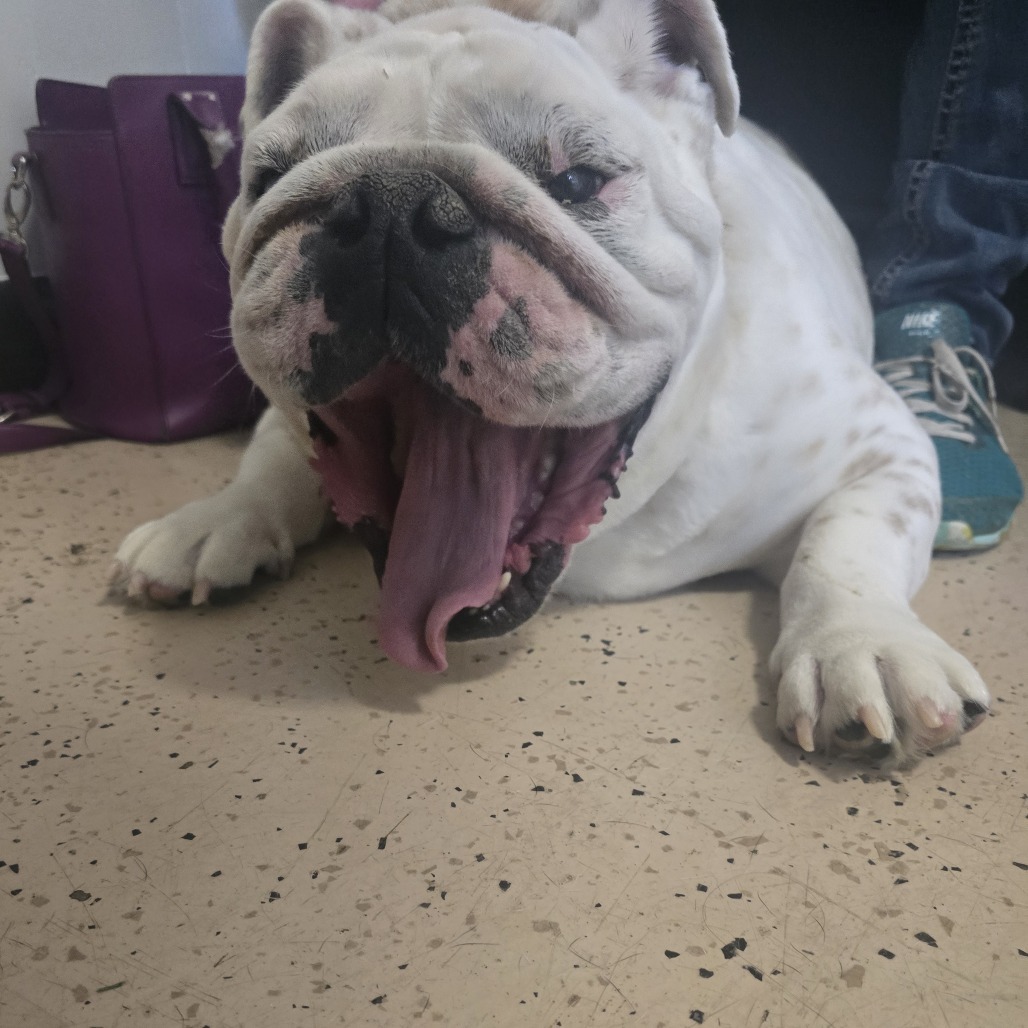 Louie