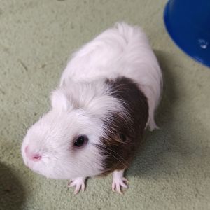 Hazel, Adult Female Guinea Pig