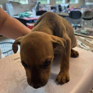Athena, Baby Female Mixed Breed