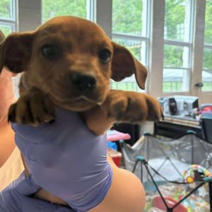 Castor, Baby Male Mixed Breed