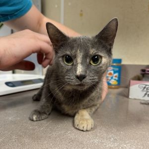 Yuma, Young Female Domestic Short Hair