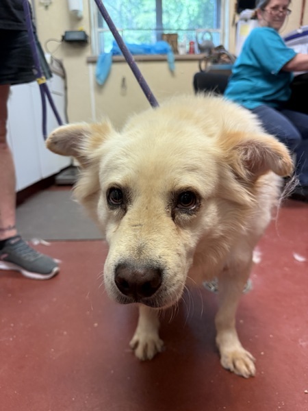 Firefly, an adoptable Spitz in Salisbury, MD, 21804 | Photo Image 1
