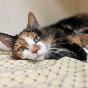 Laila, Senior Female Domestic Short Hair
