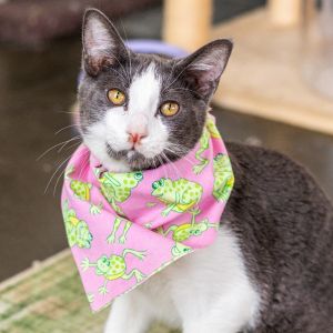 Daryl, Young Male Domestic Short Hair