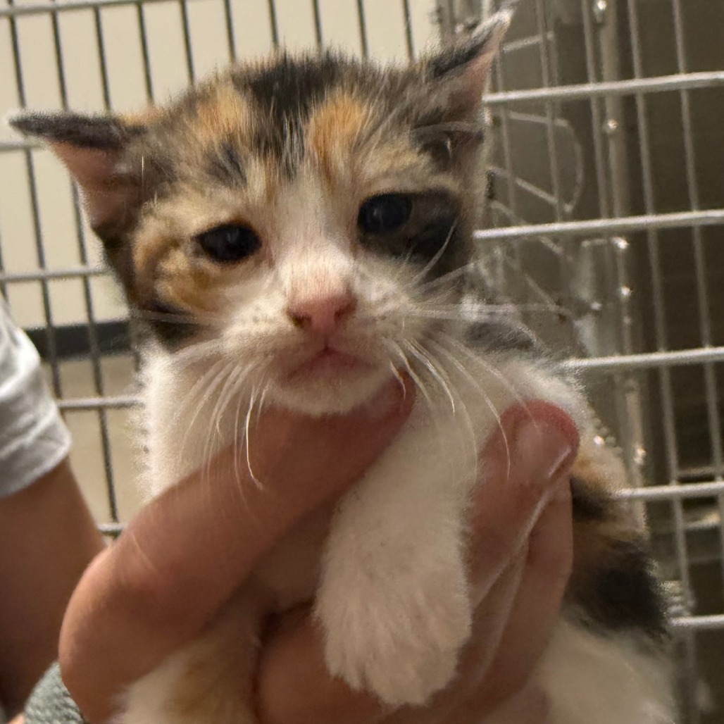 Judith, an adoptable Domestic Short Hair in Cody, WY, 82414 | Photo Image 1