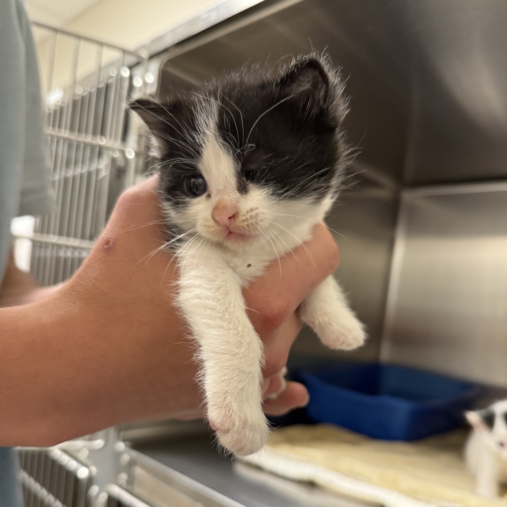 Cove, an adoptable Domestic Short Hair in Cody, WY, 82414 | Photo Image 1