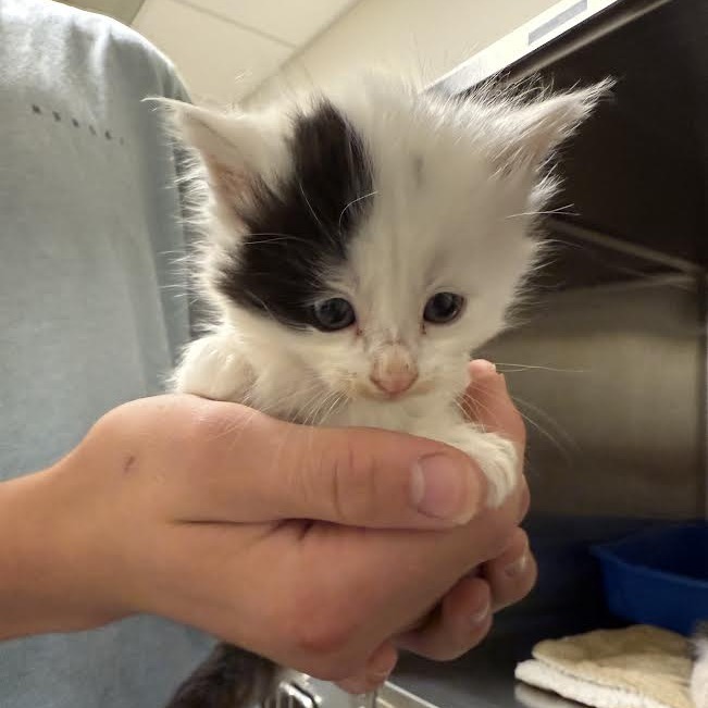 Aaron, an adoptable Domestic Short Hair in Cody, WY, 82414 | Photo Image 1