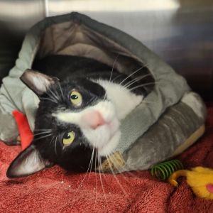 Beetee, Adult Male Domestic Short Hair