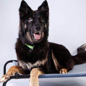 Sara, Adult Female Siberian Husky