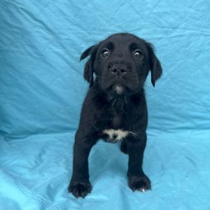 Chain Chomp, Baby Male Labrador Retriever