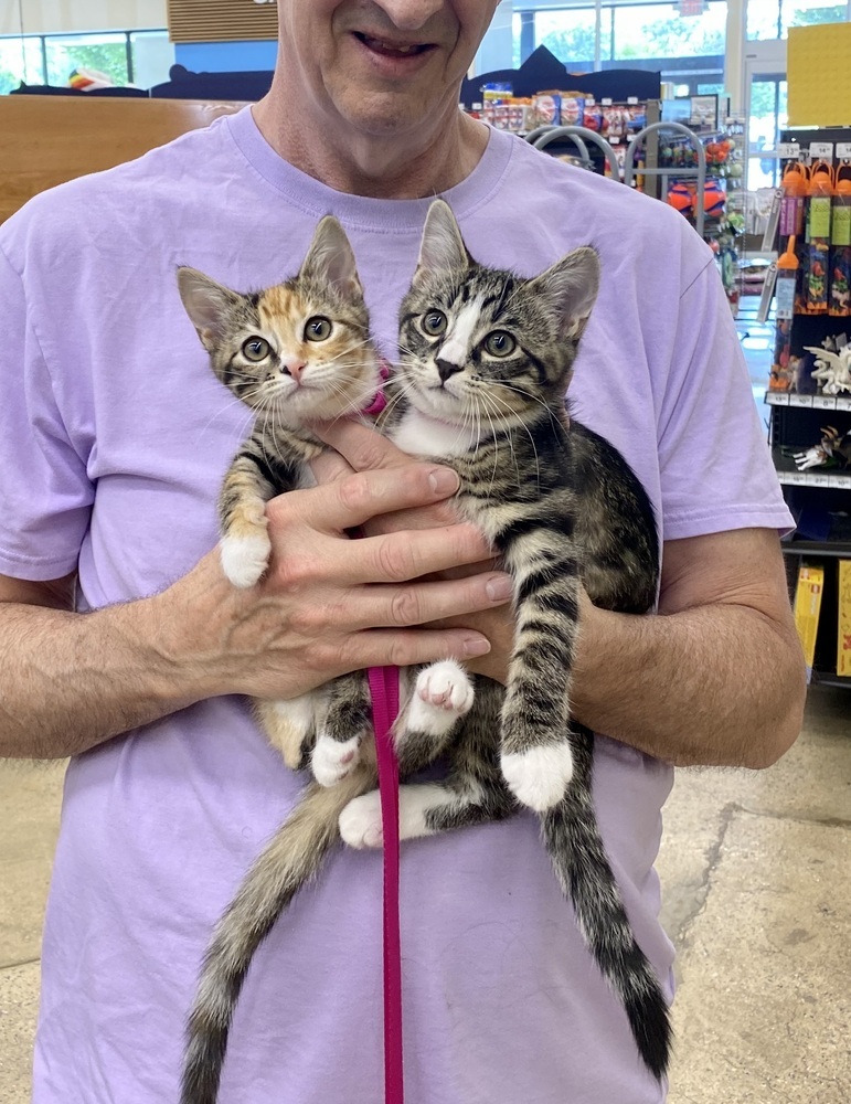 Flint **ADOPTION PENDING**