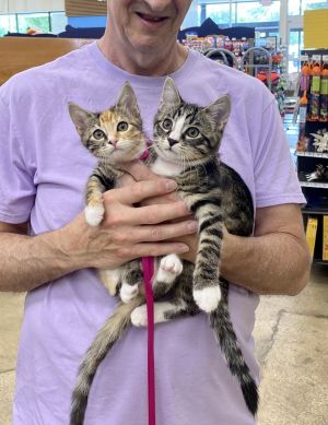 Flint **ADOPTION PENDING**, Baby Male Domestic Short Hair