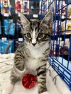 Flint **ADOPTION PENDING** photo 2