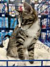 Flint **ADOPTION PENDING** photo 3