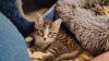 Flint **ADOPTION PENDING** photo 4
