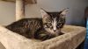Flint **ADOPTION PENDING** photo 5