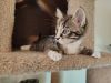 Flint **ADOPTION PENDING** photo 6