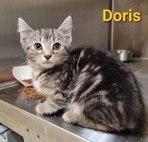 Doris, Baby Female Domestic Medium Hair