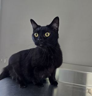 Mack, Adult Male Domestic Short Hair