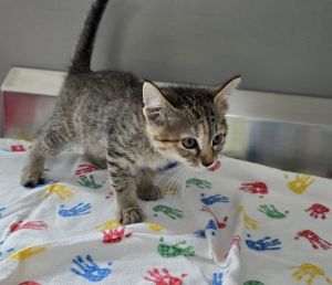 Cora, Baby Female Domestic Short Hair