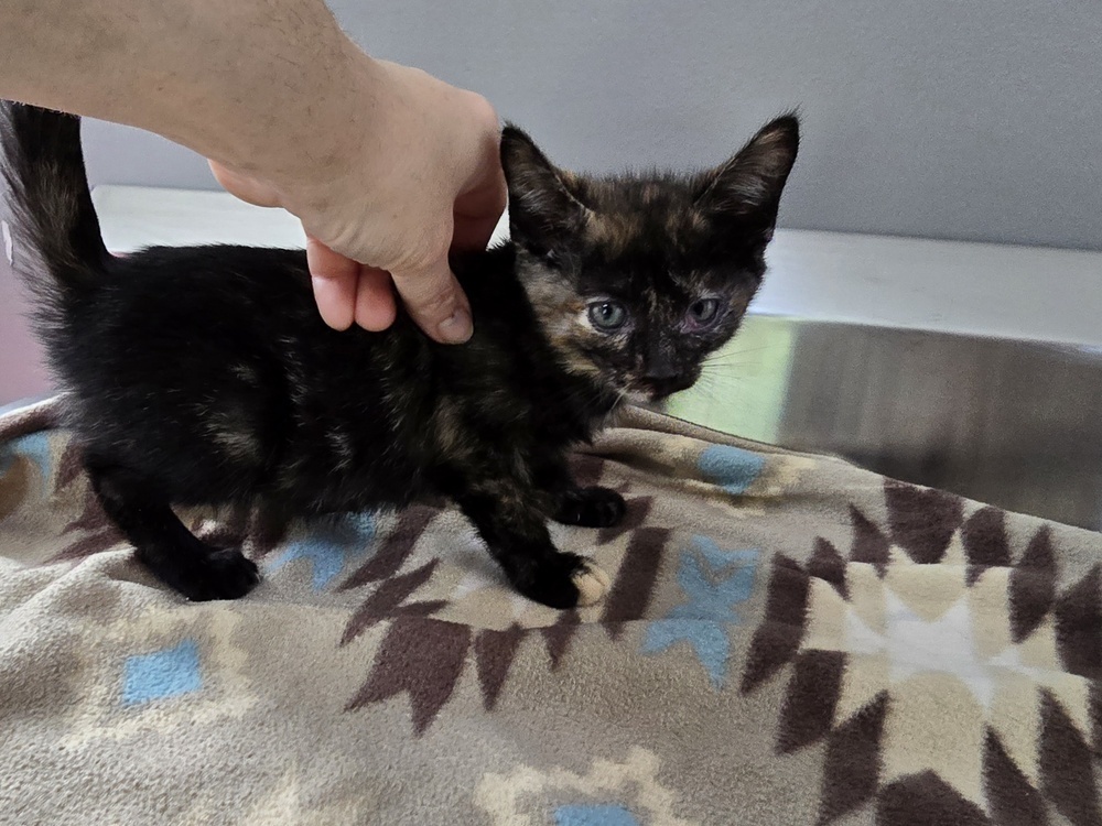 Purrtricia