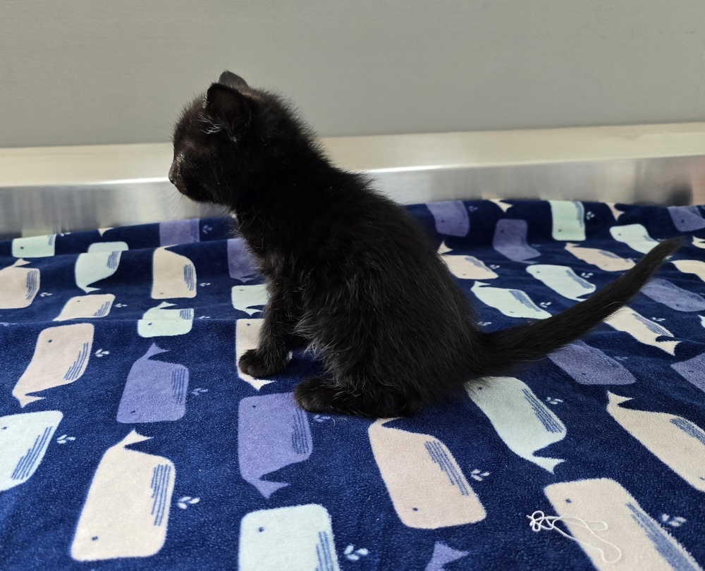 Merlin