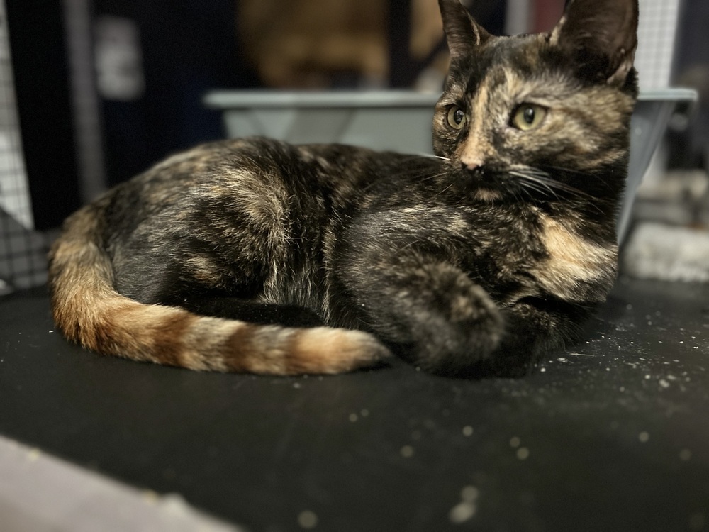 Yuki