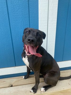 Lucy Yrly 232, Young Female Labrador Retriever