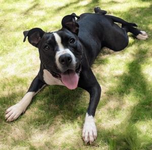 CARENA, Adult Female Pit Bull Terrier