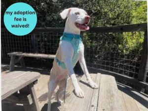 ALEXANDRA*, Young Female Catahoula Leopard Dog