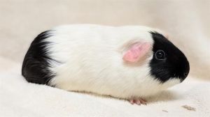 PEACH, Adult Female Guinea Pig