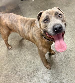 DOZER, Adult Male unknown
