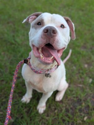 LAZY BONES, Adult Male Mixed Breed