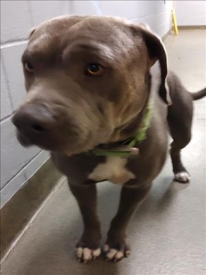 SMOKEY, Adult Male Mixed Breed