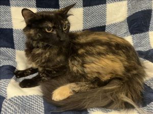 TILE, Young Female American Shorthair