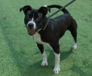 SANDRA DEE, Young Female Pit Bull Terrier