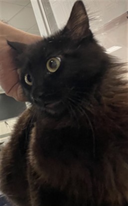 MIRA, Young Female Domestic Short Hair