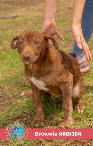BROWNIE, Young Female Labrador Retriever