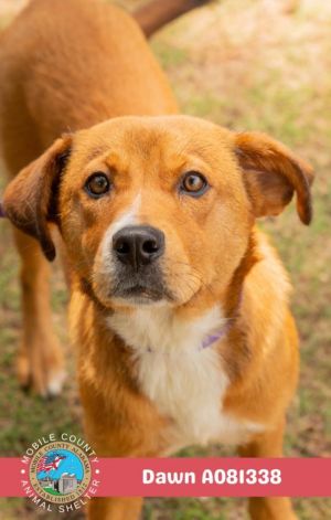DAWN, Young Female Labrador Retriever