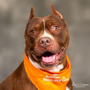 CHOCO, Adult Male Pit Bull Terrier