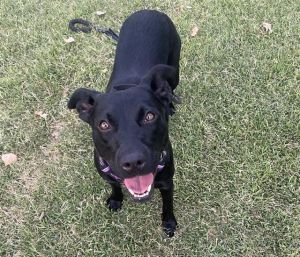 SHY, Young Female Labrador Retriever