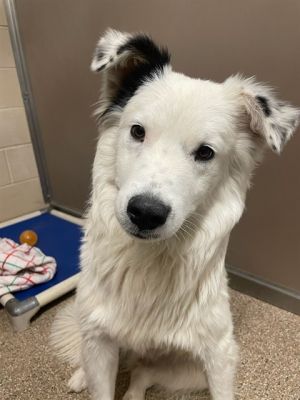 CATTLE, Young Male Australian Shepherd