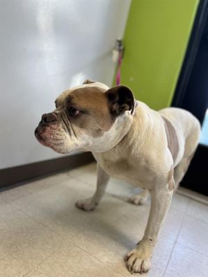 Hi My name is Walter and I am available for adoption I was brought in by a good samaritan on