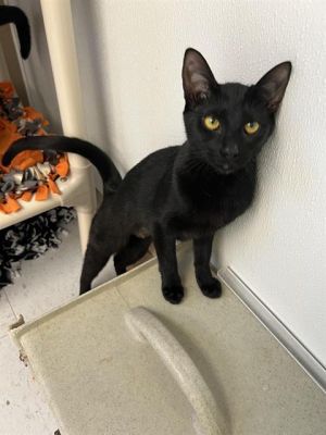 Hi My name is Dash and I am available for adoption I was abandoned at RASKC on