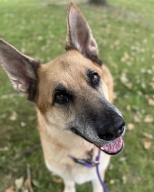Hi there My name is Timber I came to RASKC as a stray and now Im looking for a new