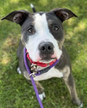 Hi there My name is Davey I came to RASKC as a stray and then was surrendered by my previous