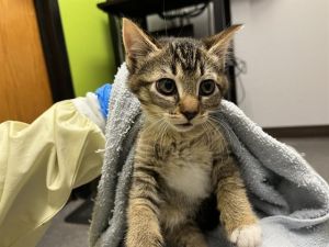 ODYSSEUS Domestic Short Hair Cat