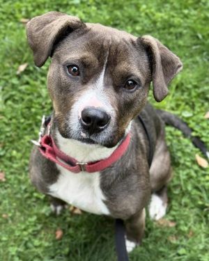 Hi My name is Aqua and I am available for adoption I was brought in by my previous owner on