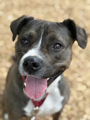 Hi My name is Aqua and I am available for adoption I was brought in by my previous owner on